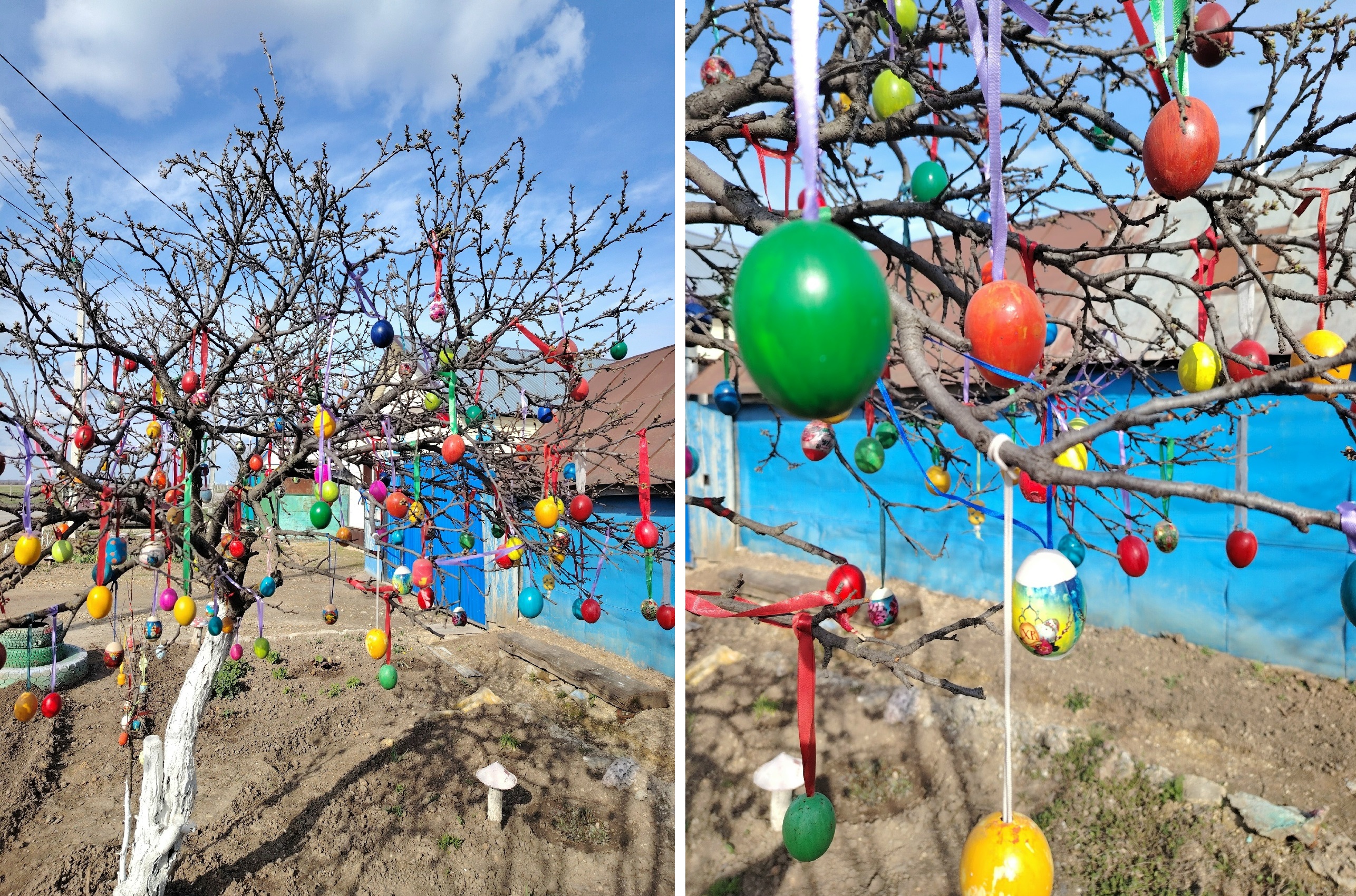 В саратовском райцентре на дереве «расцвели» яйца